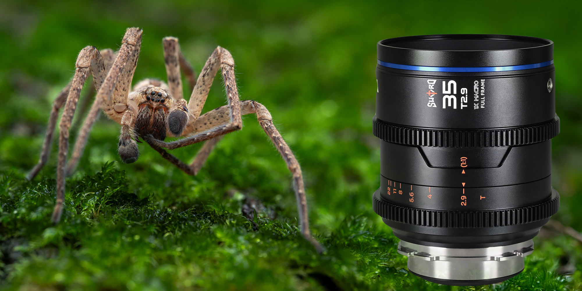 Obiektyw Laowa Sword 35 mm T2,9 1x Macro Cine do Arri PL a obok zdjęcie makro przedstawiające pająka